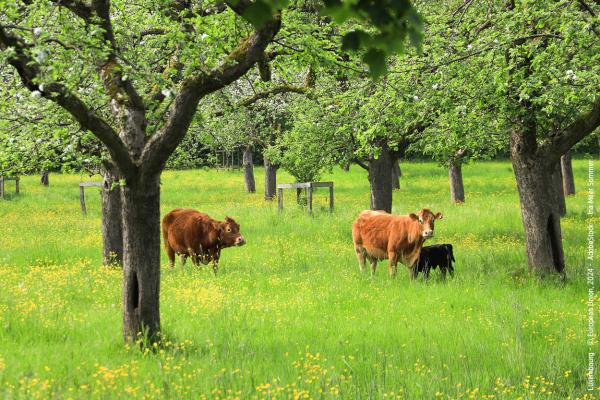 Cow and calf in a grassy field.